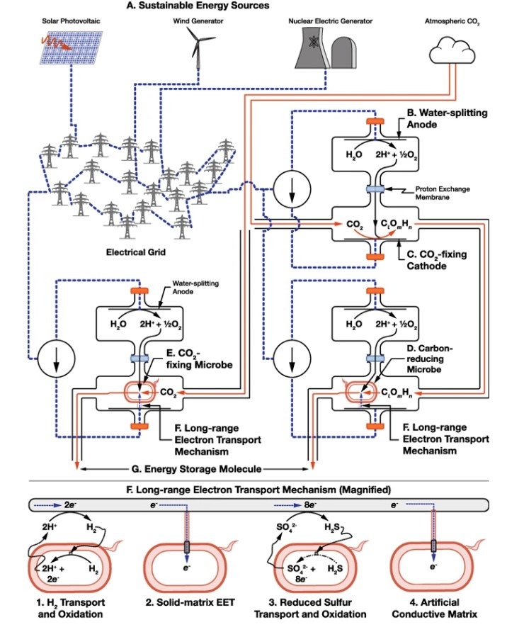 Ingeniería con bacterias, eslabón perdido para el amacenamiento de energía